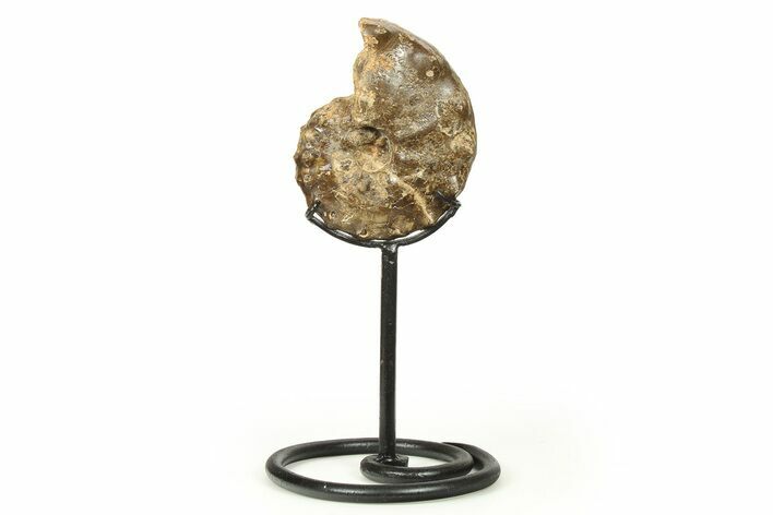 Cretaceous Ammonite (Mammites) Fossil with Metal Stand - Morocco #274596